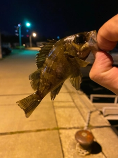 クロメバルの釣果