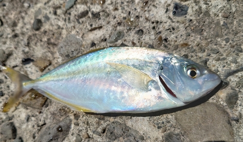 シマアジの釣果