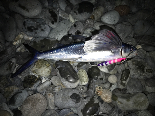 トビウオの釣果