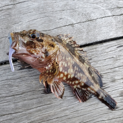 カサゴの釣果