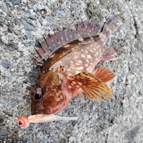 カサゴの釣果