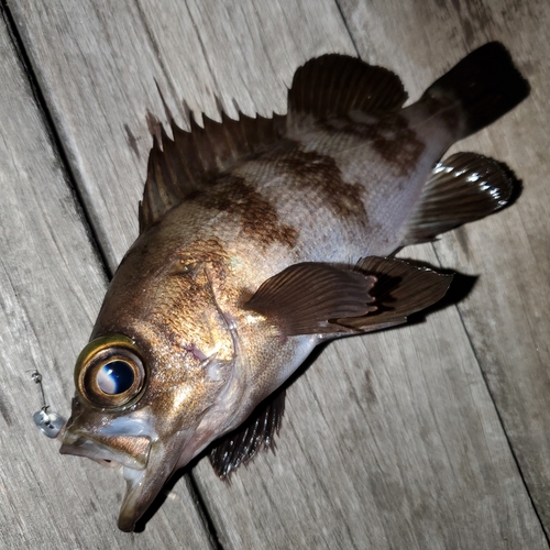 メバルの釣果