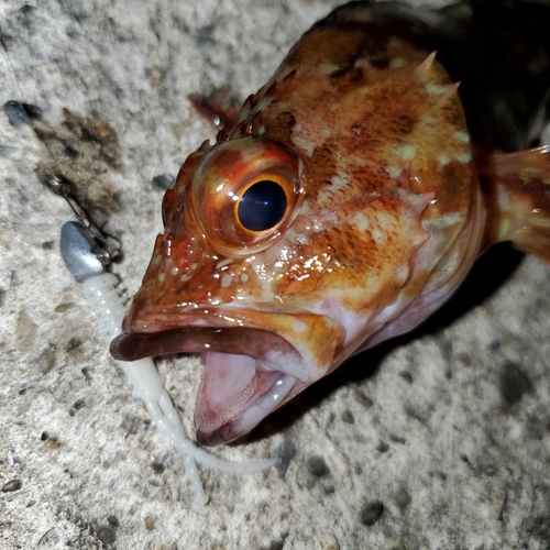 カサゴの釣果