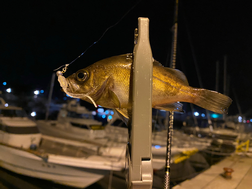 クロメバルの釣果