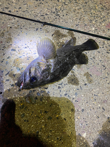 クロソイの釣果