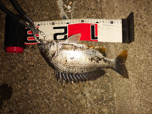 クロダイの釣果