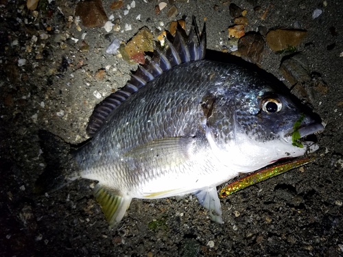 キビレの釣果