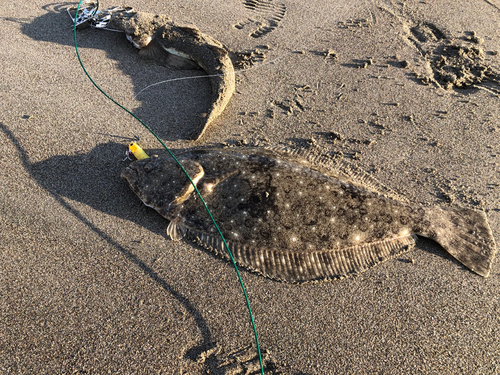 ヒラメの釣果