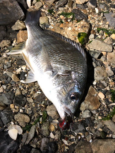 キビレの釣果