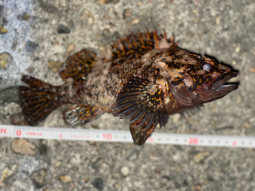 オウゴンムラソイの釣果