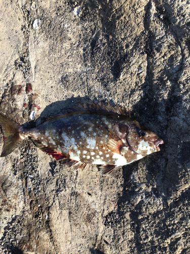 アイゴの釣果