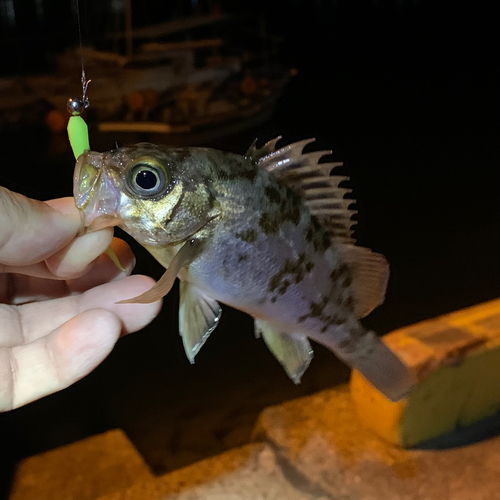 メバルの釣果