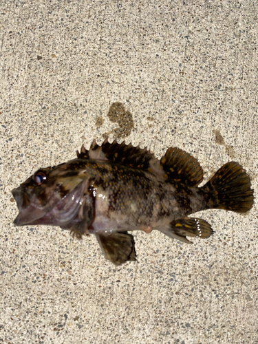 オウゴンムラソイの釣果