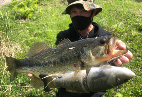 ブラックバスの釣果