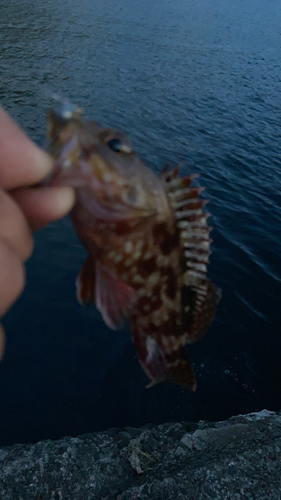 カサゴの釣果