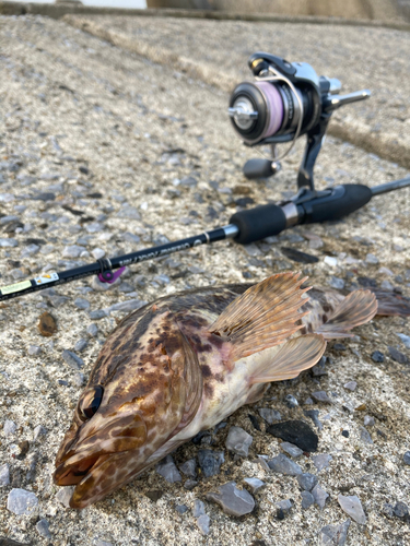 タケノコメバルの釣果