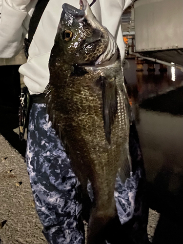 チヌの釣果