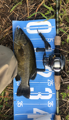 スモールマウスバスの釣果