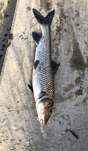 ニゴイの釣果