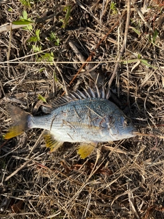 キビレの釣果