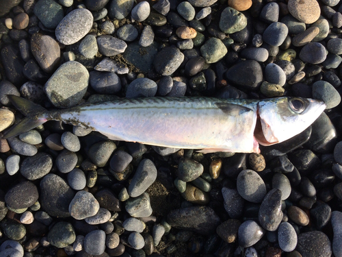 サバの釣果