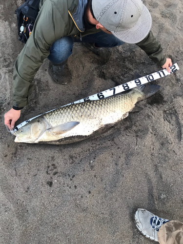 ソウギョの釣果