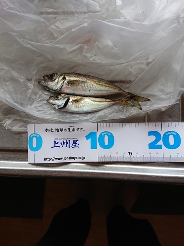 アジの釣果