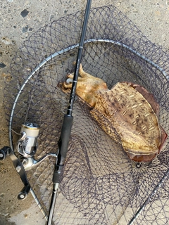 モンゴウイカの釣果