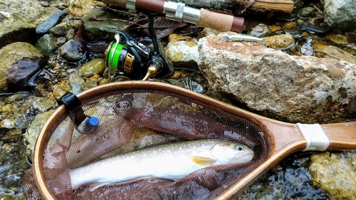 イワナの釣果