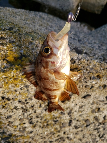 タケノコメバルの釣果