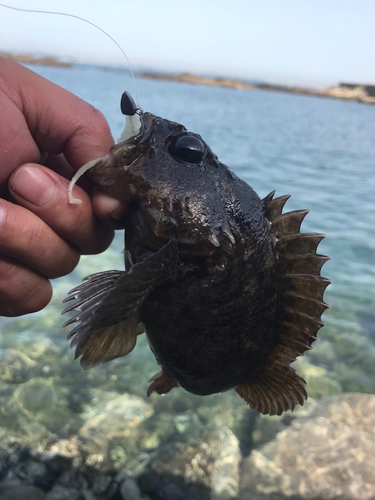 ムラソイの釣果