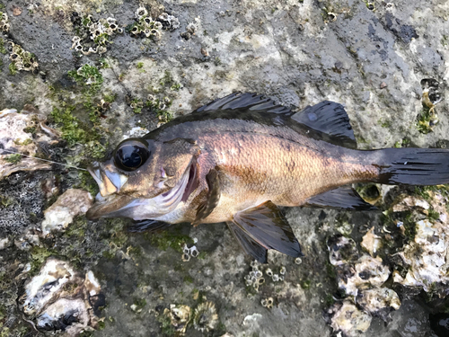 シロメバルの釣果