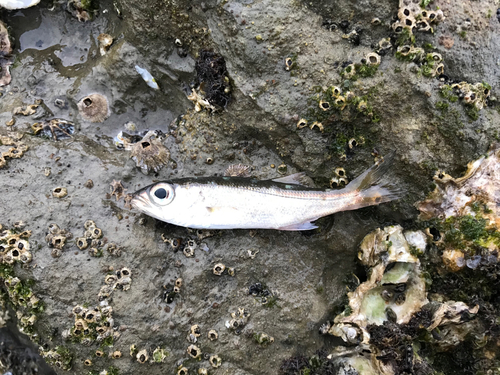 ムツの釣果