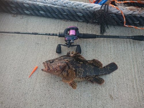 ベッコウゾイの釣果