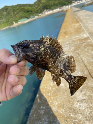 タケノコメバルの釣果