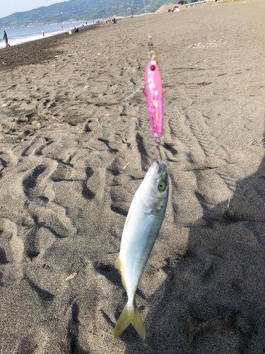 ワカシの釣果