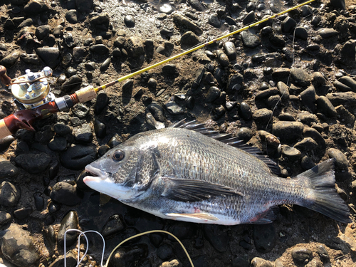 チヌの釣果