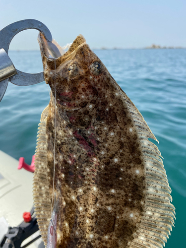 ヒラメの釣果