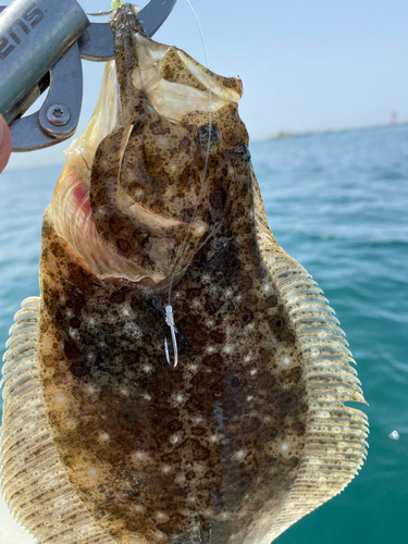 ヒラメの釣果