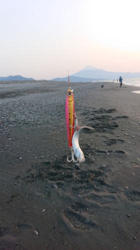 イワシの釣果