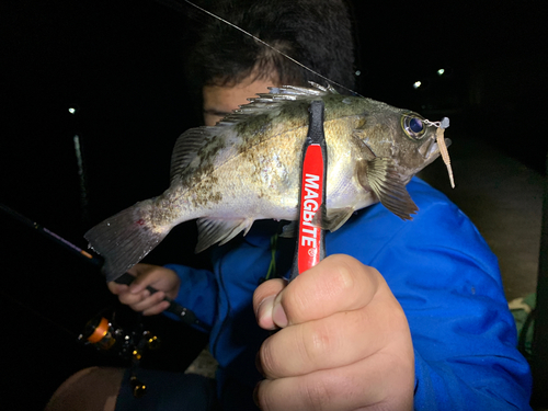 メバルの釣果