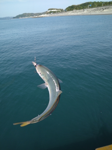 ワカナゴの釣果