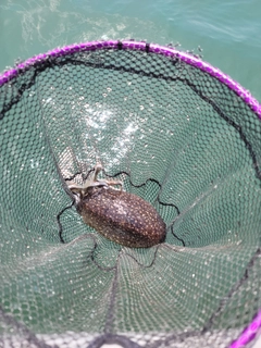 シリヤケイカの釣果