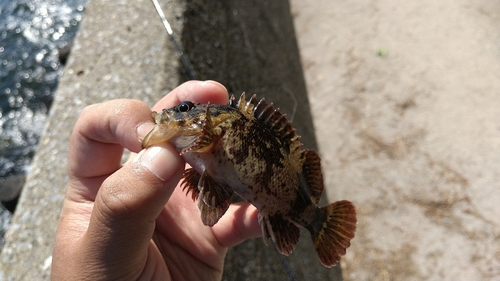 ムラソイの釣果