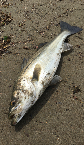 スズキの釣果