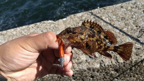 ムラソイの釣果