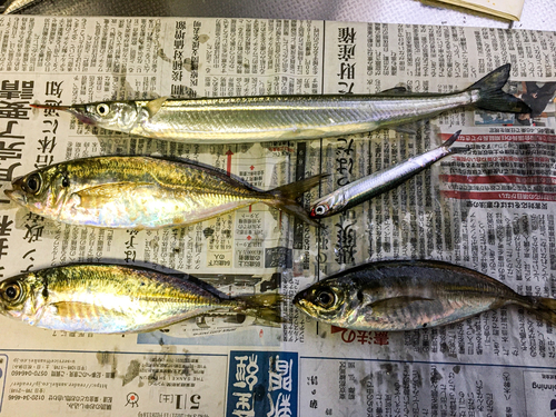 サヨリの釣果