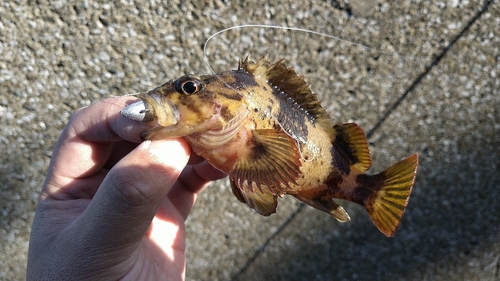 ムラソイの釣果