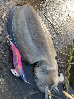 モンゴウイカの釣果