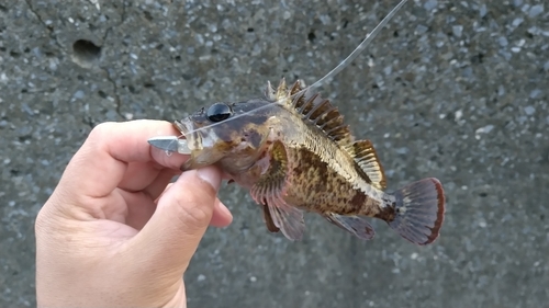 ムラソイの釣果